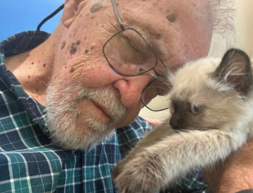 Kittens Hold Court at Canada’s First Publicly Funded Long-term Care Home Based on the Concepts of a Dementia Village